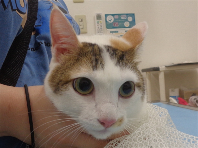 にゃたろうちゃん