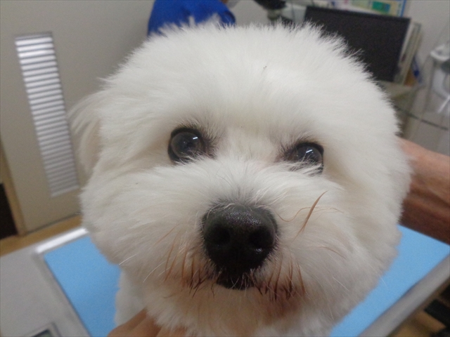 ロッキーちゃん