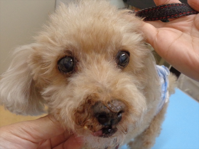 ハッピーちゃん