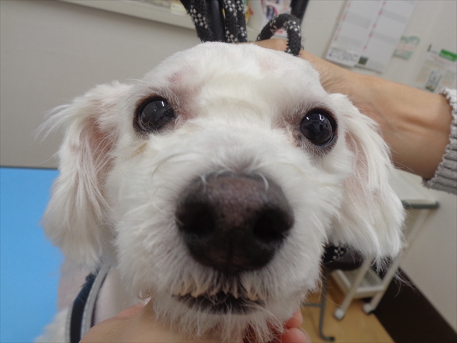 クラウドちゃん