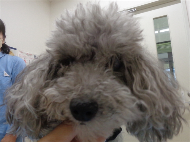 ハッピーちゃん