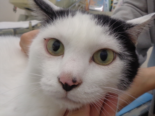 ニータンちゃん