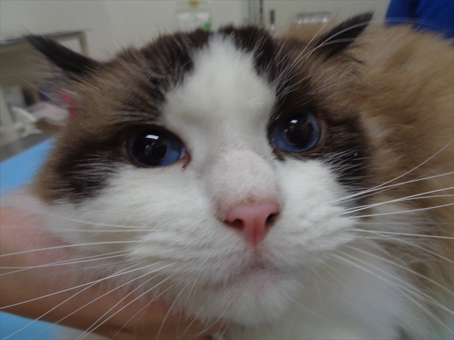 しふぉんちゃん