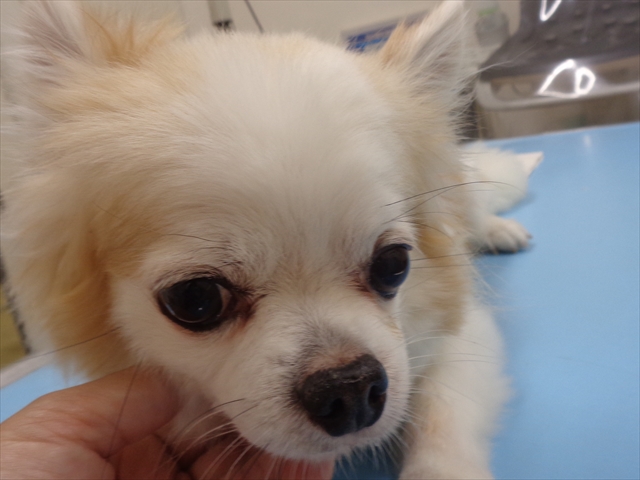 はっさくちゃん