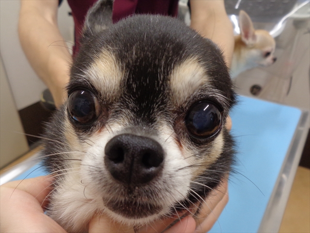 そうすけちゃん