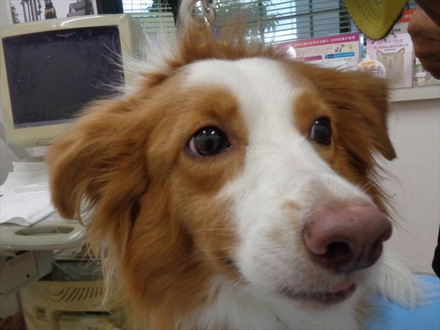 スカラーちゃん