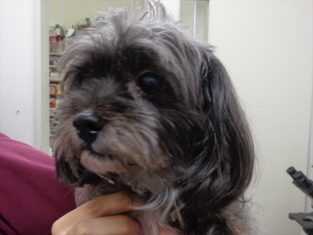 プーチンちゃん