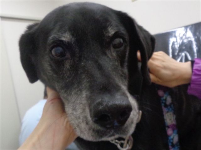 バスターちゃん