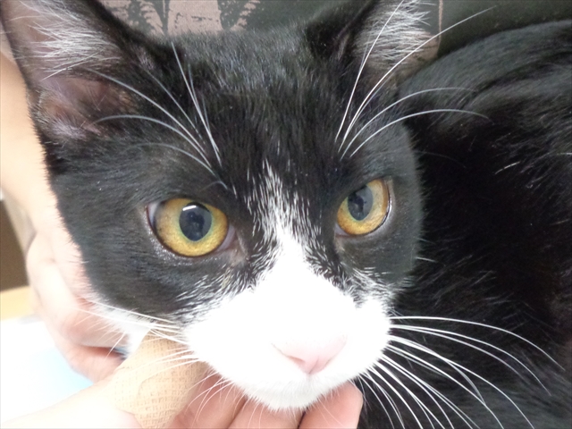 ジルベスターちゃん