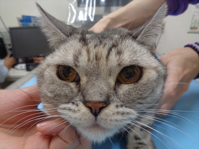 ジェリーちゃん