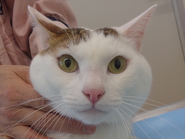 ホームズちゃん