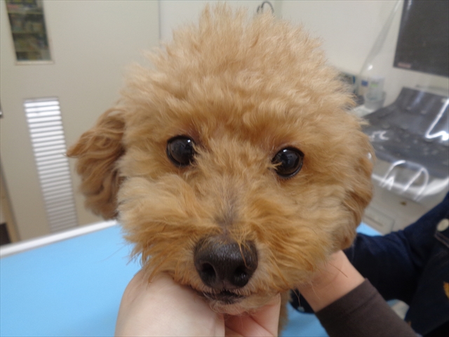 コジロウちゃん