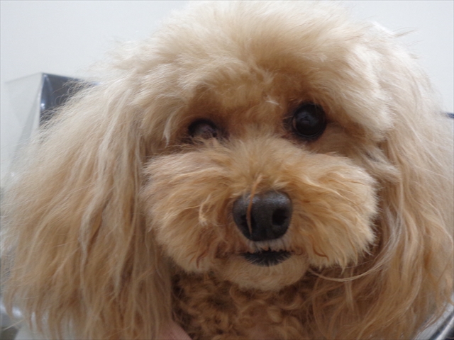 しょこらちゃん