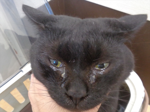 くろすけちゃん