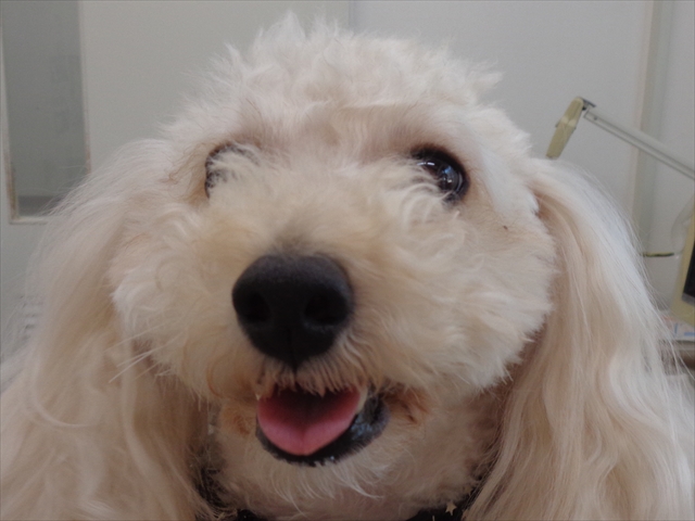 シィーナちゃん