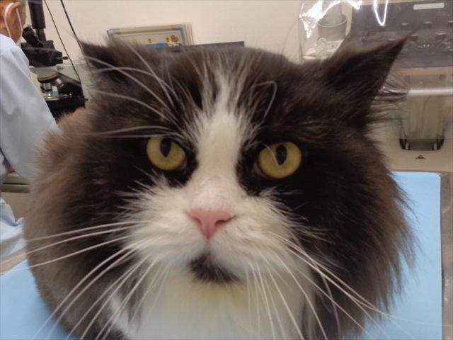 まふぃんちゃん