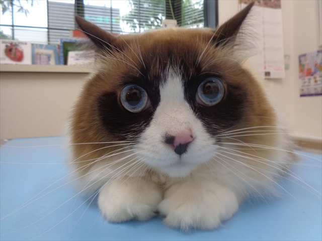 シフォンちゃん