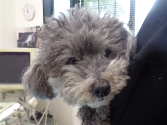 ジューシィーちゃん