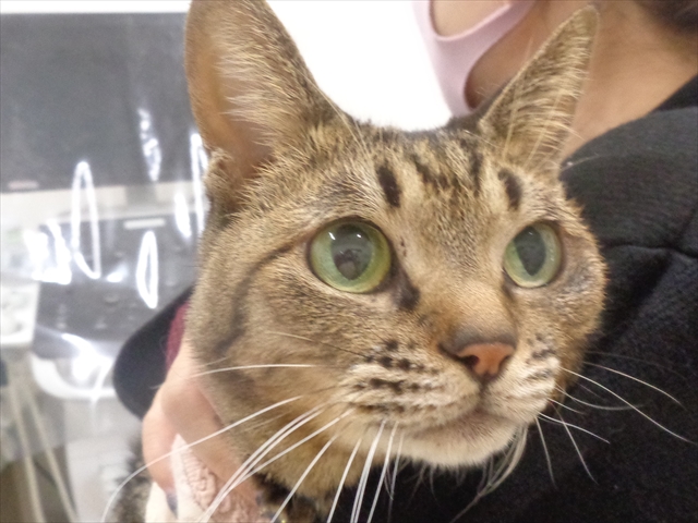 ミーシャちゃん