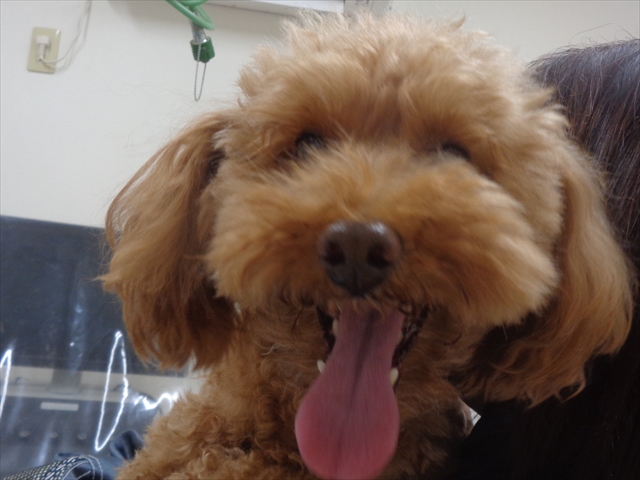 ひまわりちゃん