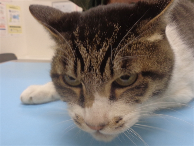 モンじろうちゃん