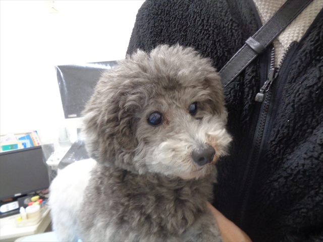 クレモンちゃん