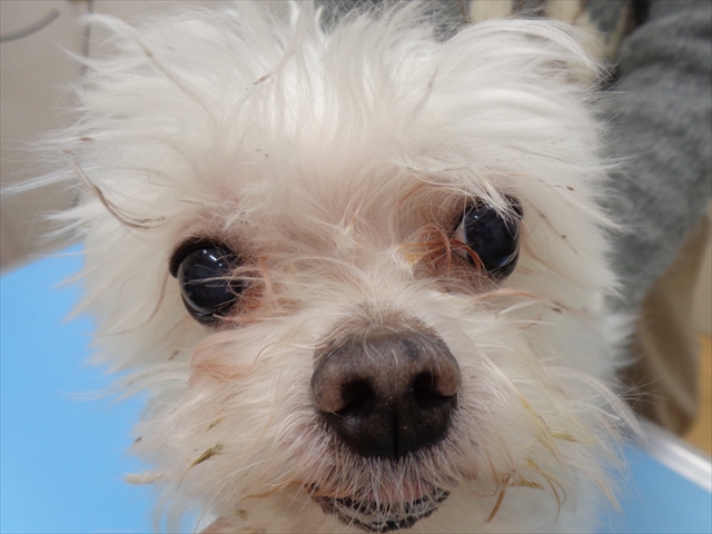 ミルティーちゃん