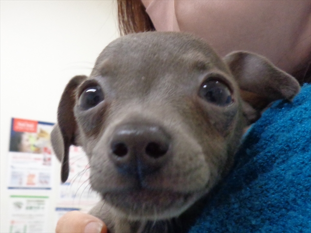 アッシュちゃん