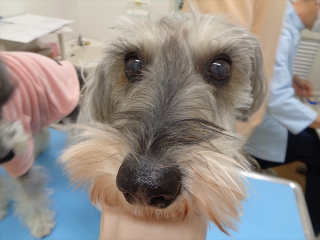 シフォンちゃん