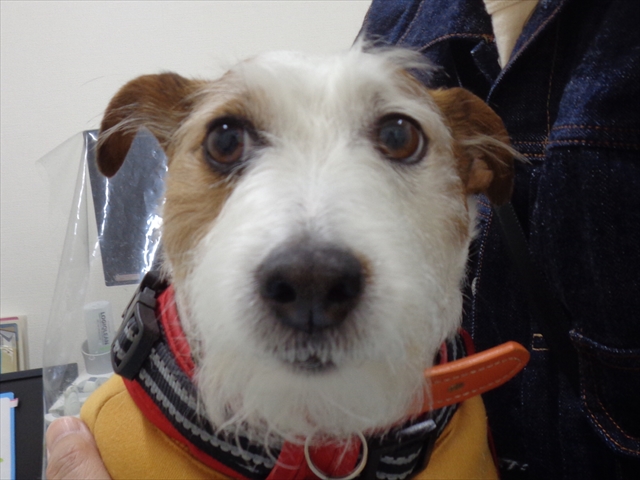 パクチーちゃん