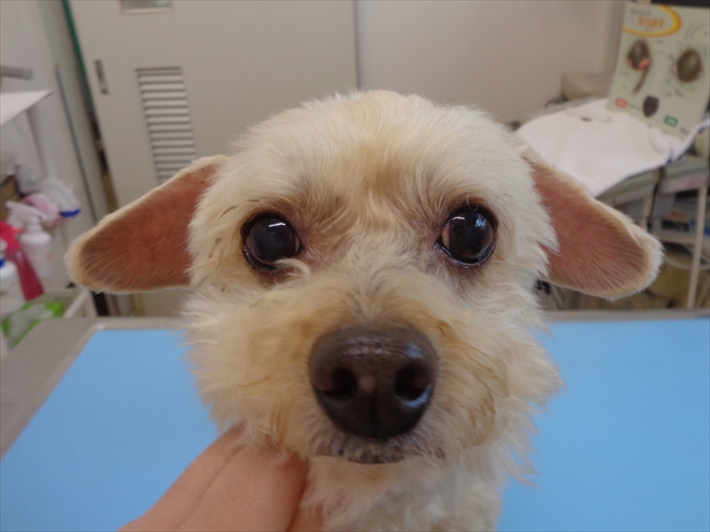 コタロウちゃん