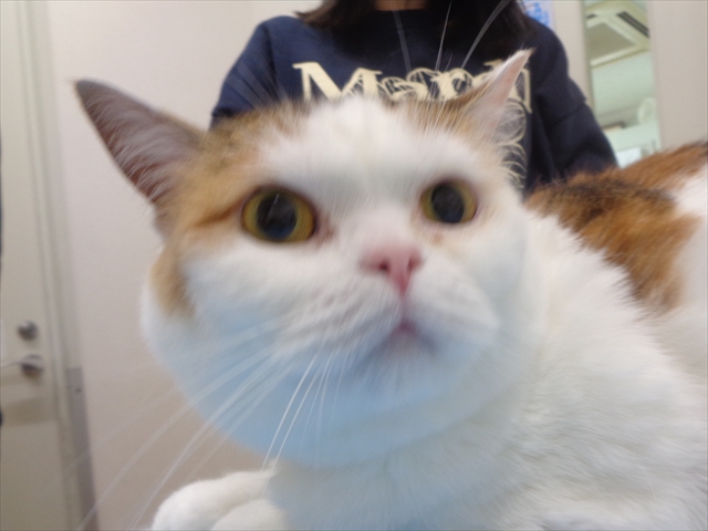 すずしろちゃん