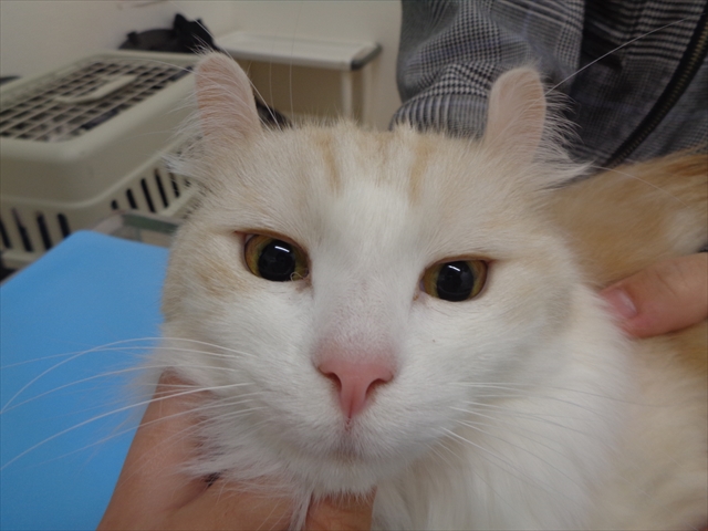 ロッティちゃん