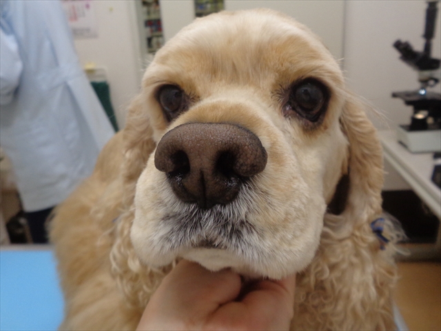 エルフィちゃん